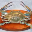 Blue Crab, Top View