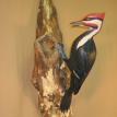 pileatedwoodpecker
